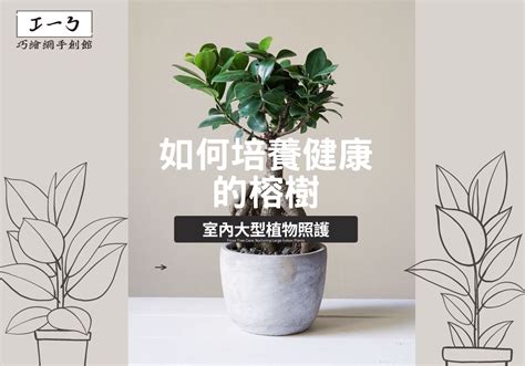 榕樹盆栽|如何培養健康的榕樹：室內大型植物照護 